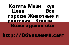 Котята Мейн - кун › Цена ­ 19 000 - Все города Животные и растения » Кошки   . Вологодская обл.